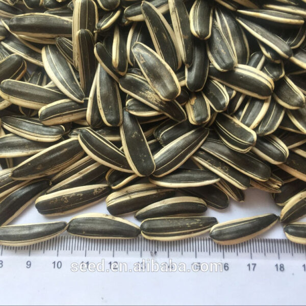 SUNFLOWER SEED