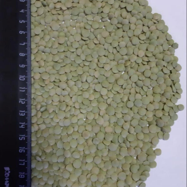 LENTILS