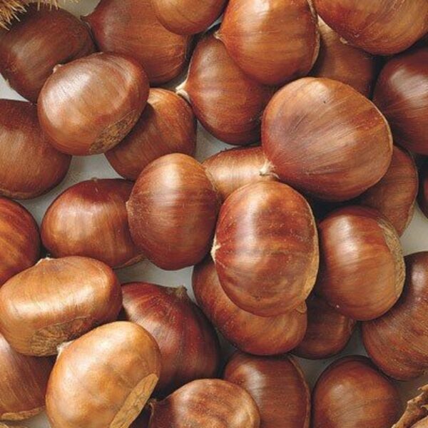 CHESTNUT