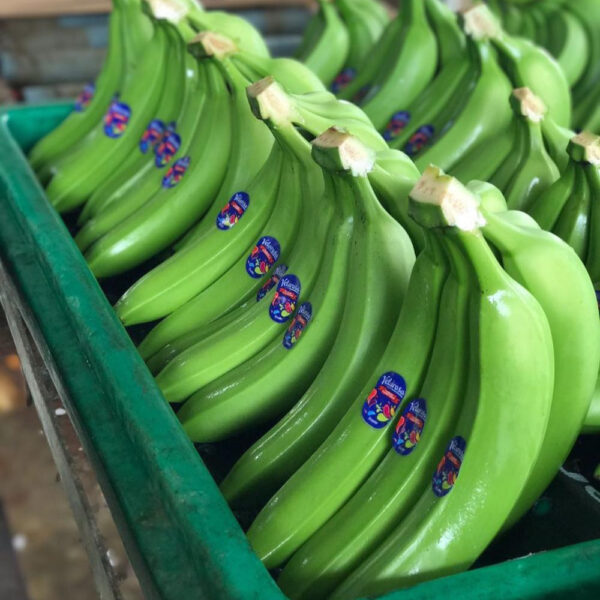 CAVENDISH BANANA