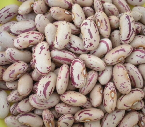LIGHT SPECKLED KIDNEY BEANS