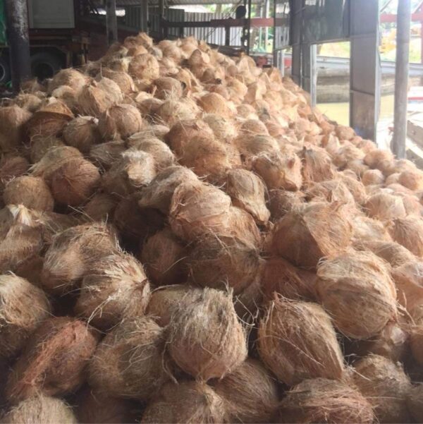 SEMI / FULL HUSK COCONUTS