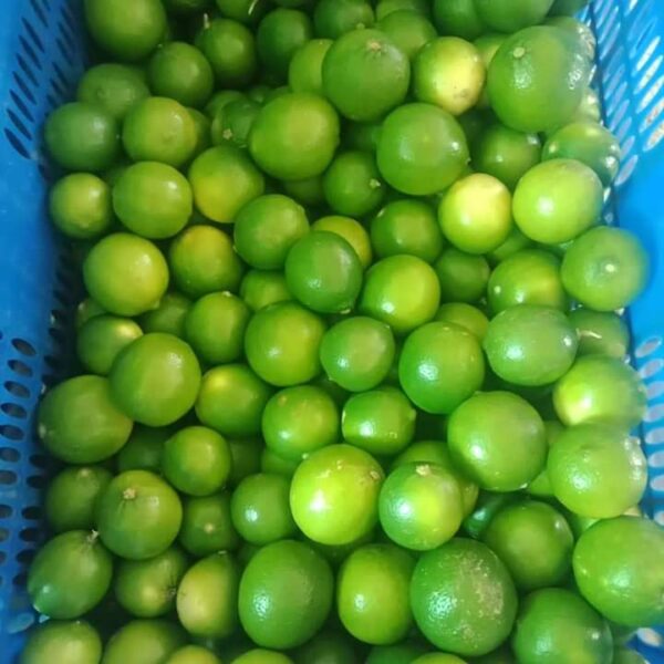FRESH & DRY LIMES
