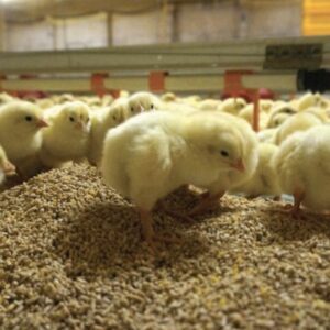 Ross 308 and Cobb 500 broiler day-old chicks